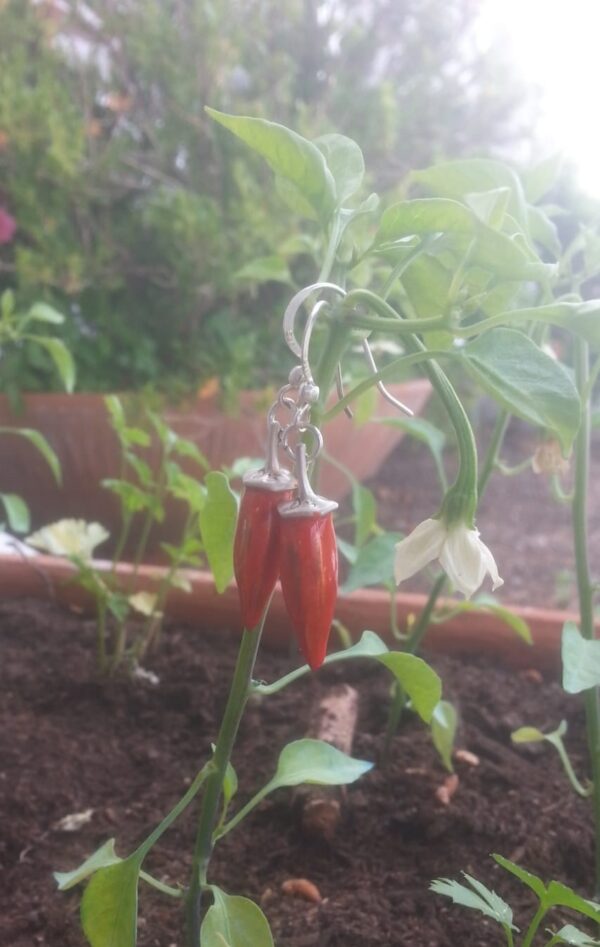 Spicy Chili Scaramanzia - Image 6